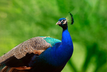 Close up of the cute peacock (large  bird) on a green background