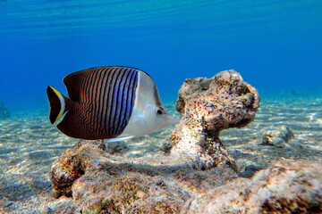 Naklejka na ściany i meble Coral fish - Tropical fish - Whiteface butterflyfish (Chaetodon mesoleucos ) in Red sea 
