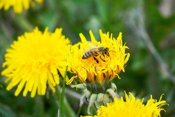 Bee collects nectar and pollen on a yellow dandelion flower. Insects with wings. Apis mellifera....