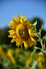 beautiful sunflower with sunshine