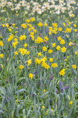 The first spring flowers bloom in the city's botanical garden