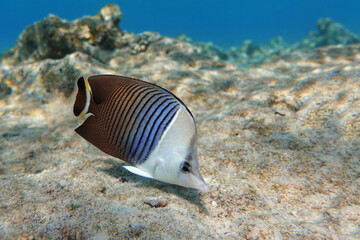 Coral fish - Tropical fish - Whiteface butterflyfish (Chaetodon  mesoleucos ) in Red sea                                                                                           