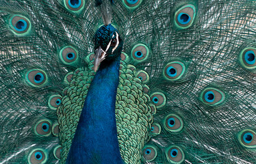 Obraz premium Portrait of beautiful peacock with feathers out ( brightly bird).