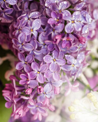 Pretty flowers of lush purple lilac