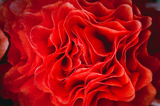 Macro de p&eacute;tales de fleur rouge renoncule - Arri&egrave;re plan design abstrait p&eacute;tales de fleur	
