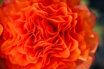 Macro de pétales de fleur rouge renoncule - Arrière plan design abstrait pétales de fleur	