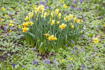 The first spring flowers bloom in the city's botanical garden