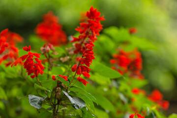 Scarlet sage (salvia splendens) flowers in the park, Vietnam
