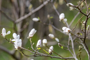 The first spring flowers bloom in the city's botanical garden
