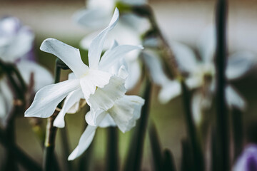 Close-up sur une fleur narcisse blanche dans le jardin	