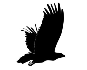 Black silhouette Cartoon  wild eagle in isolate on a white background. Vector illustration.