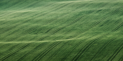 Naklejka premium green wheat field