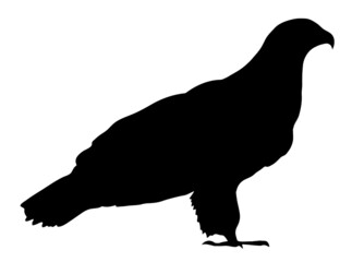 Black silhouette Cartoon  wild eagle in isolate on a white background. Vector illustration.