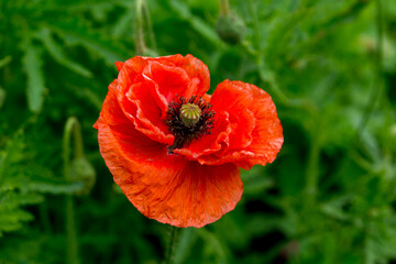 Red terry poppy in the summer garden