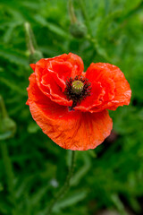 Fototapeta premium Red terry poppy in the summer garden
