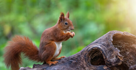 Naklejka na ściany i meble Funny animal wildlife nature background banner panorama - Cute red squirrel ( Sciurus vulgaris ) in the forest standing on a tree trunk and eating a hazelnut