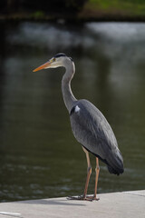 Fischreiher am Kanal