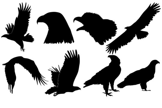 Set of Black silhouette Cartoon  wild eagle in isolate on a white background. Vector illustration.
