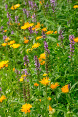 A blooming moorish lawn in summer