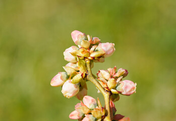 Close up of the blossom of a blueberry in spring. Buds on a fruit bush. Flowering plants. Green background.