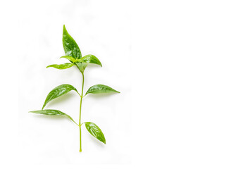 Andrographis paniculata on a white background