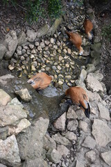 Ducks drinking water