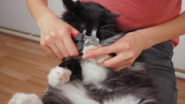 The claws are cut with special clippers of a disgruntled furry cat