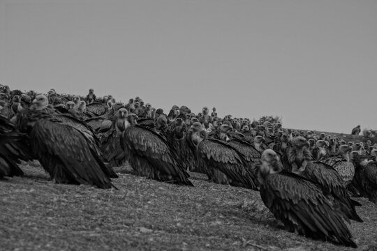 東チベット・ラルンガル　鳥葬