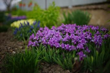 Fototapeta premium Spring garden. Purple iris flowers with green leaves grow in the ground