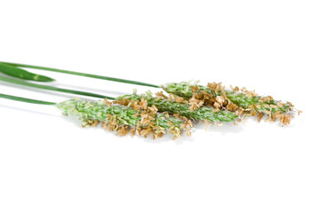 Meadow foxtail (Alopecurus pratensis) stems with leaves isolated on a white background.