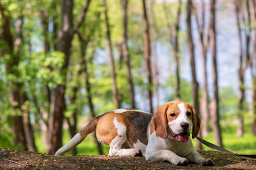 Naklejka na ściany i meble Portrait of cute beagle dog in nature