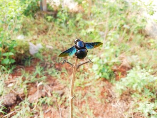 Xylocopa violacea
