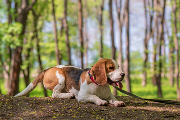 Portrait of  cute beagle dog in nature