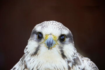 Laggar falcon in close-up. Portrait of a bird of prey with black and white plumage. Falco jugger. Dark background.
