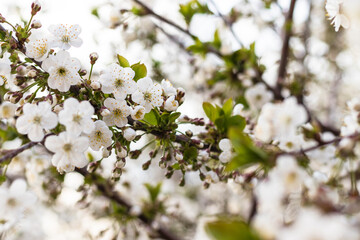 Close up of beautiful cherry flowers on tree. Blooming garden. Sunny spring day. Floral background. Nature theme.