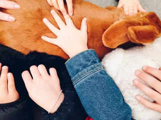 Foto op Plexiglas Des mains d'enfants caressant un lapin. Des lapins sous les caresses de mains. La douceur des animaux pour les enfants. Les animaux et les enfants. Des enfants jouent avec un lapin © david