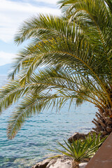 Fototapeta na wymiar Seascape with turquoise blue ocean and a green palm tree on some rocks.