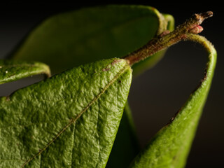 Closeup shot of a plant leaves against a dark blurred background