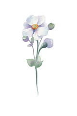 Naklejka na ściany i meble Hand drawn watercolor anemone sylvestris on white background isolated. Lovely blue anemone flowers, buds, leaves, sprouts. Beautiful flowers for your boho, wedding, seasonal design.