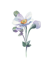 Anemone sylvestris on white background isolated. Watercolor hand drawn flower. Nice blue anemone flowers, buds, leaves, sprouts. Beautiful flowers for your natural design.