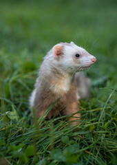 Young ferret pet in champagne color.  Green grass ackground.