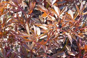 Green-red leaves of a peony without flowers in the early growth phase. Perennials in the garden in...