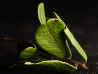 Closeup shot of a plant leaves against a dark blurred background