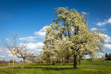Oberschwäbische Kulturlandschaft im Frühling mit Wiesen, Bäumen und Wolkenhimmel