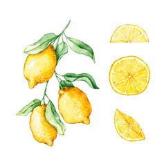 Set of watercolor lemon branche and slices. Hand drawn illustration is isolated on white. Yellow fruits are perfect for natural design, label, icon, interior poster, fabric textile, scrapbooking