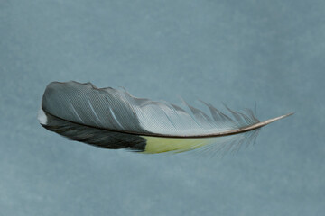 A white-black-blue yellow bird feather is arranged in a blue background. Close-up.