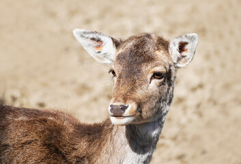 Fototapeta premium Portrait of a deer with brown fur. Animal looks at the camera. Mammals. Light background.