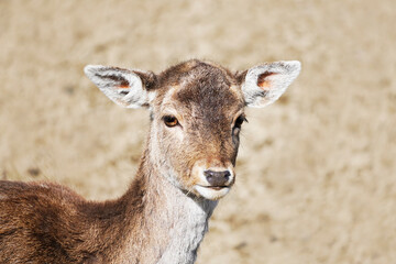 Portrait of a deer with brown fur. Animal looks at the camera. Mammals. Light background.