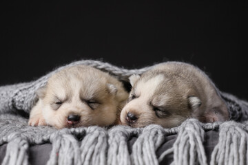 Two cute 2 week old Siberian Husky puppies on a black background