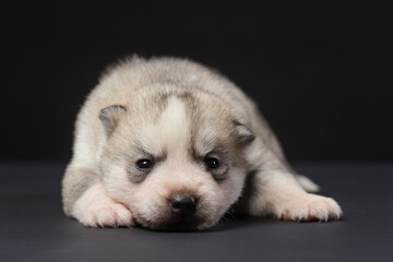 Cute Siberian Husky 2 week old puppy on a black background